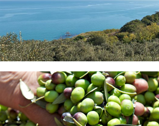 oliwa ekologiczna